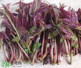 香椿芽怎么吃？新鮮香椿芽怎么吃