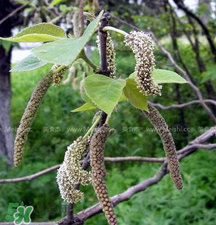 蒸構(gòu)樹(shù)花兒的功效 蒸構(gòu)樹(shù)花兒有什么功效？