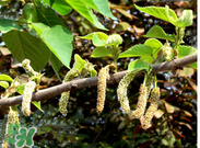 蒸構(gòu)樹花兒孕婦可以吃嗎？孕婦可以吃蒸構(gòu)樹花兒嗎？