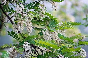 刺槐花幾月開？刺槐花什么時候開