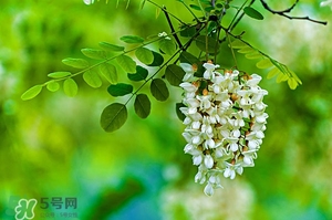 刺槐花幾月開？刺槐花什么時候開