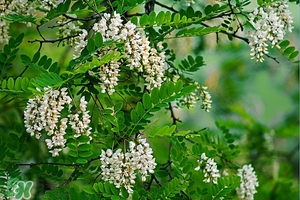 刺槐花幾月開？刺槐花什么時候開