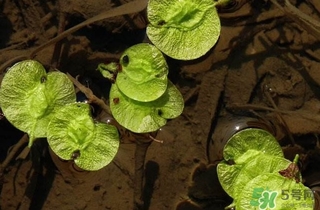 榆錢是榆樹的什么？榆錢是花還是果實(shí)