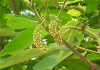 蒸構(gòu)樹花兒孕婦可以吃嗎？孕婦可以吃蒸構(gòu)樹花兒?jiǎn)幔?><p><strong>蒸構(gòu)樹花兒孕婦可以吃嗎？孕婦可以吃蒸構(gòu)樹花兒?jiǎn)幔?/strong></p></a></li> <li><a href=