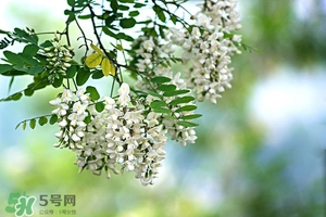 刺槐花幾月開？刺槐花什么時候開