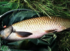 4月份可以釣草魚嗎？4月份如何釣草魚？