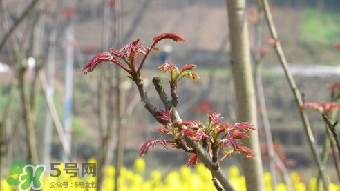 香椿葉能吃嗎？香椿葉孕婦能吃嗎？