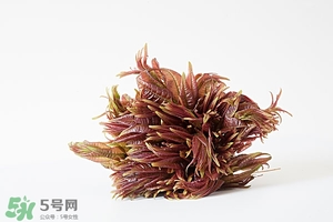 香椿樹什么時候發(fā)芽？香椿樹什么時候種植