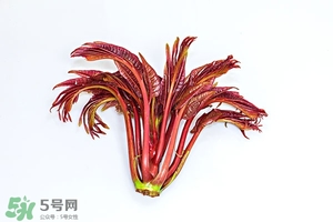 香椿樹什么時候發(fā)芽？香椿樹什么時候種植