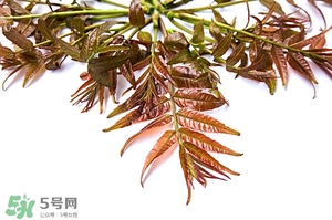 香椿樹什么時候發(fā)芽？香椿樹什么時候種植