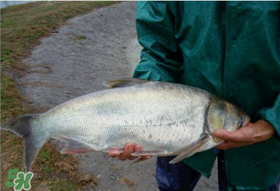 4月份能釣鰱魚嗎？四月份能釣鰱魚嗎？