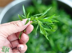 掃帚菜有什么功效？掃帚菜的功效與作用