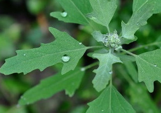 灰菜能生吃嗎？灰菜怎么做好吃