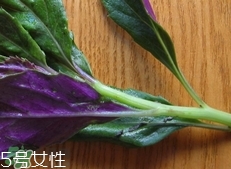 紅背菜是發(fā)物嗎?紅背菜孕婦可以吃嗎?