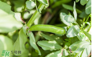 什么人不能吃蠶豆？吃蠶豆的禁忌人群