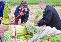 蒜苔頭能吃嗎？蒜苔頭可以吃嗎