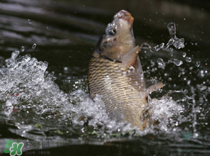 谷雨怎么釣魚？谷雨前后釣魚技巧