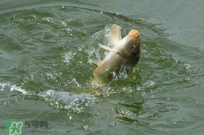 谷雨怎么釣魚？谷雨前后釣魚技巧