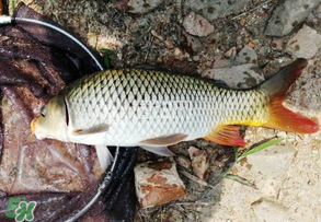 谷雨好釣魚(yú)嗎？谷雨釣魚(yú)用什么餌料？