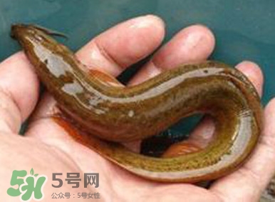 泥鰍是魚(yú)嗎？泥鰍是海鮮嗎