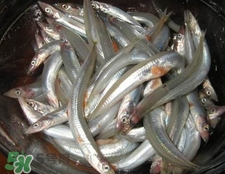 面條魚(yú)如何保存？面條魚(yú)怎么保存