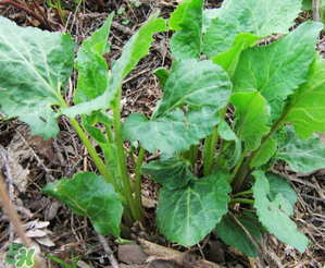 大耳毛野菜怎么吃？大耳毛野菜的做法