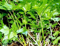 大葉芹怎么吃？大葉芹的做法？