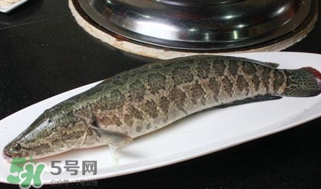 黑魚(yú)怎么做湯好喝？黑魚(yú)怎么做下奶？