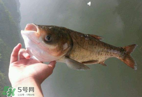 五月份能釣鰱魚嗎？五月份釣什么魚？