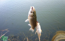 立夏好釣魚嗎？立夏怎么釣魚？