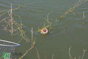 立夏好釣魚嗎？立夏怎么釣魚？