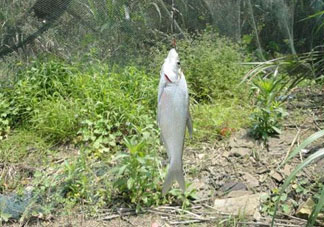 立夏好釣魚嗎？立夏怎么釣魚？