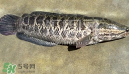 生魚是什么魚？生魚片是什么魚