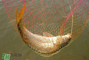 立夏怎么釣鯉魚？立夏釣鯉魚用什么餌料？