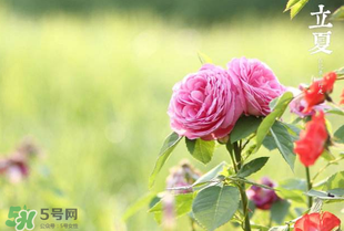 立夏開什么花？立夏有什么花？