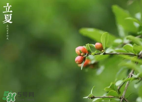 立夏要注意什么？立夏養(yǎng)生禁忌