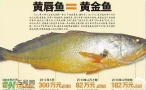 黃唇魚是黃花魚嗎？黃唇魚是黃魚嗎？