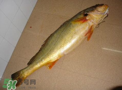 黃唇魚是黃花魚嗎？黃唇魚是黃魚嗎？