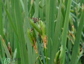 端午節(jié)為什么要掛菖蒲？端午節(jié)掛菖蒲的好處