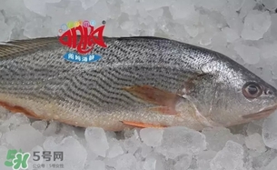 黃唇魚是黃花魚嗎？黃唇魚是黃魚嗎？