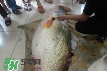 金錢鳘是什么魚？金錢鳘是淡水魚嗎？