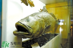 金錢鳘是什么魚？金錢鳘是淡水魚嗎？