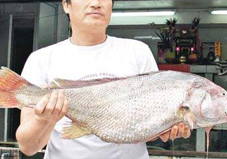 黃唇魚鰾是魚肚嗎？黃唇魚鰾是魚泡嗎