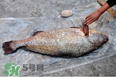 黃唇魚是海魚嗎？黃唇魚是海鮮嗎