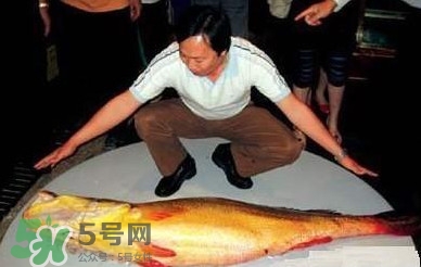 黃唇魚為什么不能養(yǎng)殖？ 黃唇魚淡水能養(yǎng)殖嗎