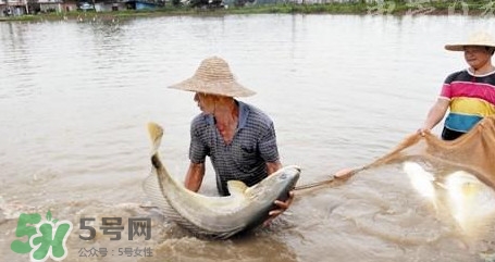 金錢鳘是哪里原產(chǎn)的？金錢鳘的產(chǎn)地在哪里