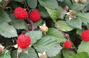 野草莓能吃嗎？野草莓圖片