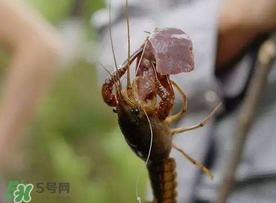 什么時候釣龍蝦最好？龍蝦幾月份能釣？