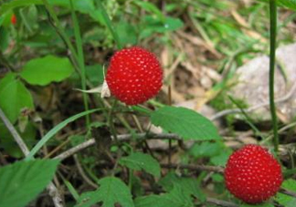 野草莓怎么吃？野草莓怎么清洗