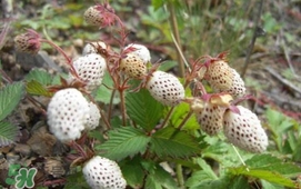 野草莓能吃嗎？野草莓圖片